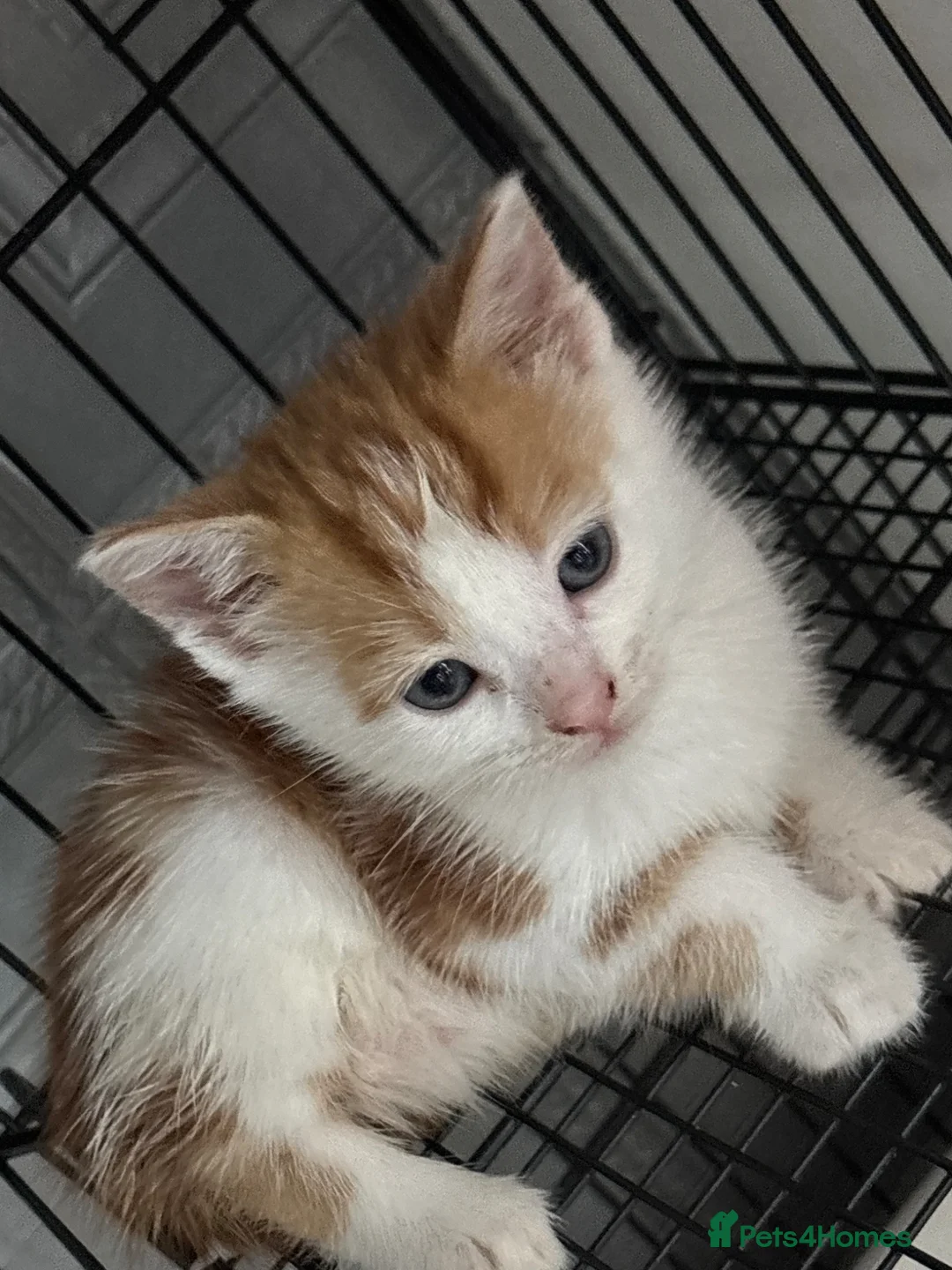 Mixed Breed cats for sale: 8 week old kittens 1 boy 1 girl - Advert 6