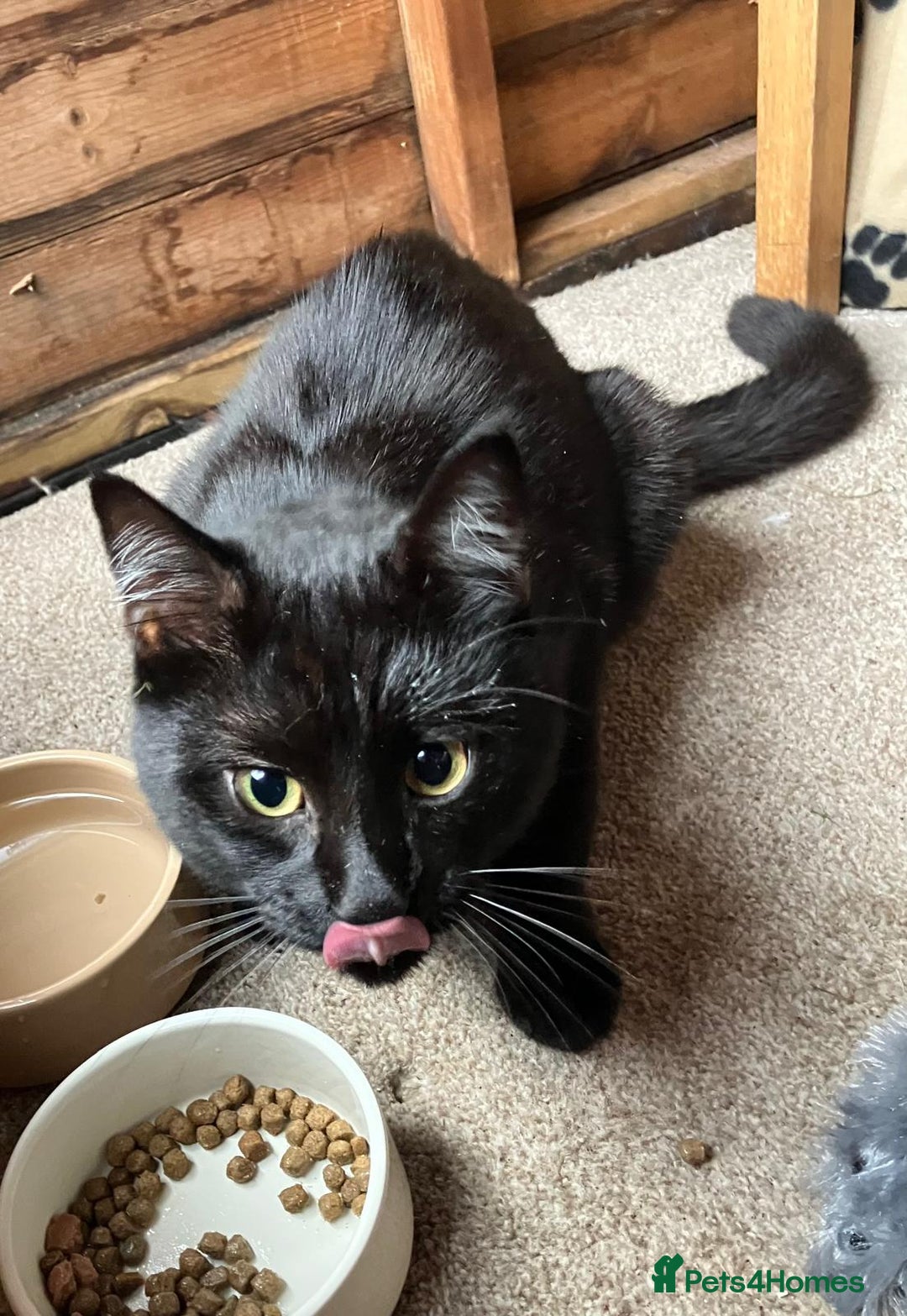 Mixed Breed cats for sale: Black Tom Cat  - Image 8