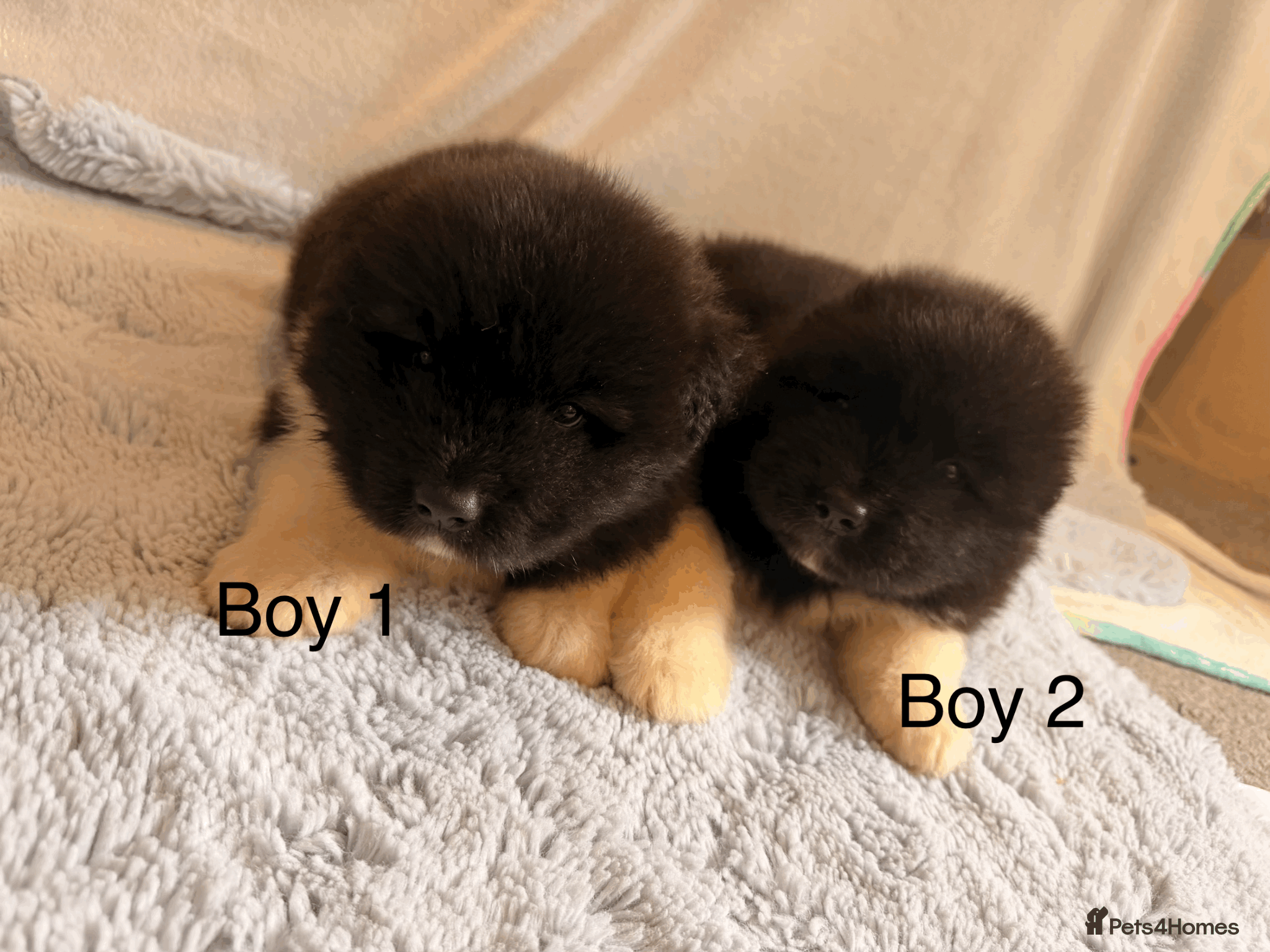 Akita dogs Chunky Beautiful American Akita Puppies - Advert 14