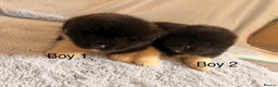 Akita dogs for sale: Chunky Beautiful American Akita Puppies - Advert 1