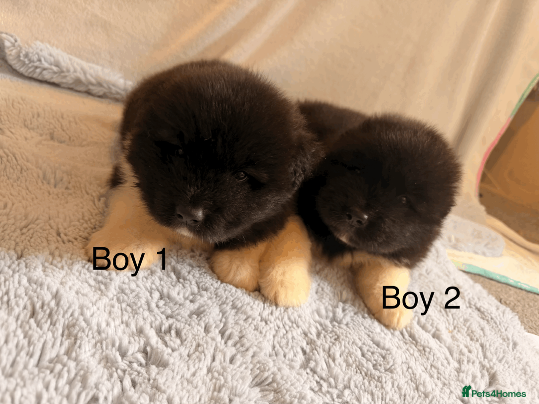 Akita dogs for sale: Chunky Beautiful American Akita Puppies - Advert 1