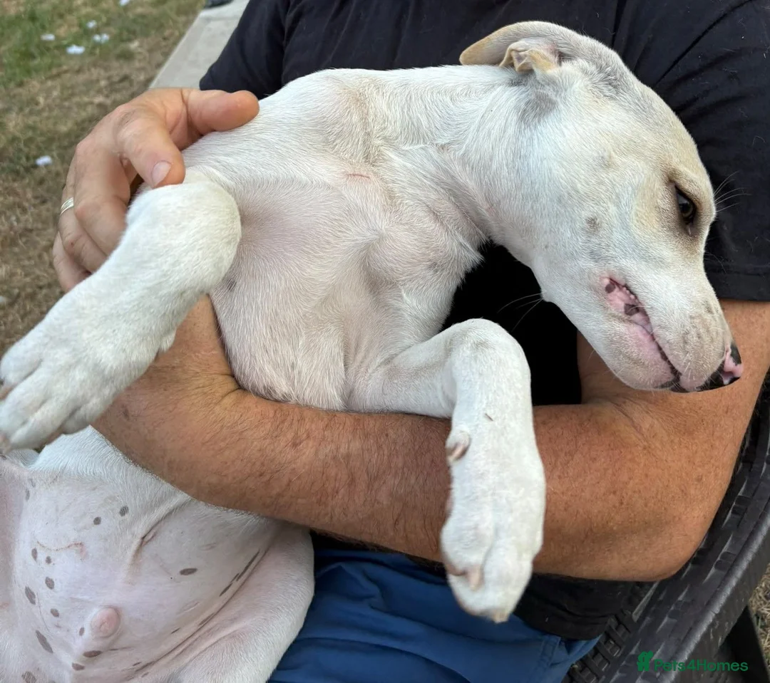 Mixed Breed dogs for adoption: 🤍 PIPER – The Big Baby Who Was Made for Cuddles❤️ - Advert 2