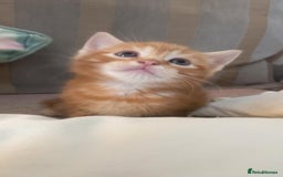 Mixed Breed cats for sale: Himalayan mixed - Image 12