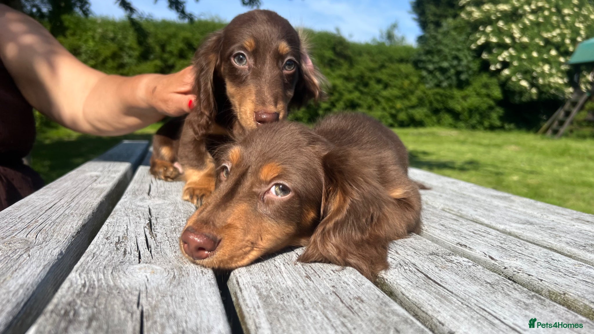 Miniature Dachshund dogs Reduced Price - KC reg. Longhaired Boys Available - Advert 17