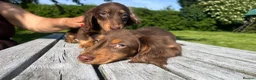 Miniature Dachshund dogs for sale: Reduced Price - Beautiful Longhair Boys Available - Advert 10