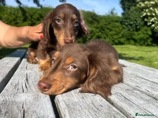 Miniature Dachshund dogs Reduced Price - KC reg. Longhaired Boys Available - Advert 17