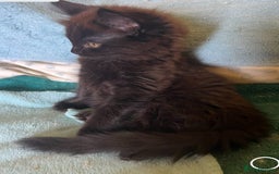 Ragdoll cats for sale: Ragdoll Cross Female Kittens - Image 6