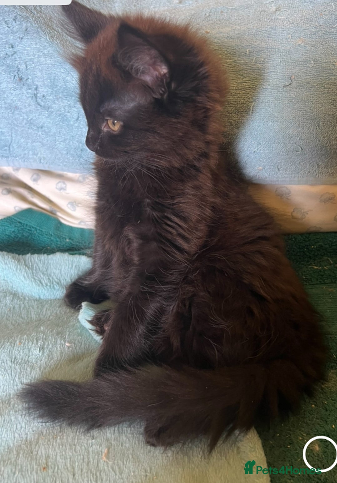 Ragdoll cats for sale: Ragdoll Cross Female Kittens - Image 6