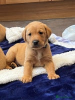 Labrador Retriever dogs Kennel Club Fox Red Labrador Puppies Health Tested - Advert 8