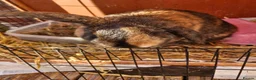 Netherland Dwarf rabbits for sale: Bonded pair  - Advert 4