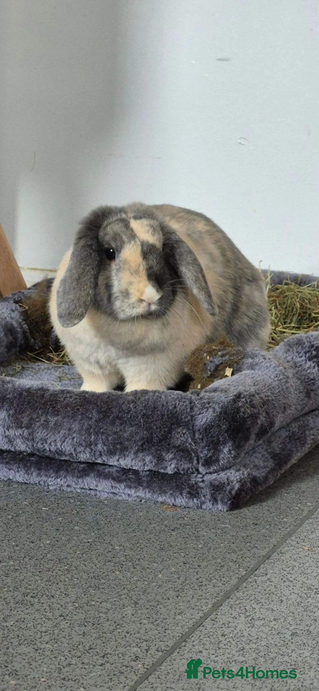 Mixed Breed rabbits for sale: Female rabbit - Advert 5