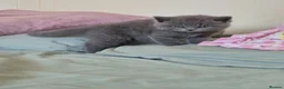 British Shorthair cats for sale: Adorable british short hair kittens - Advert 2