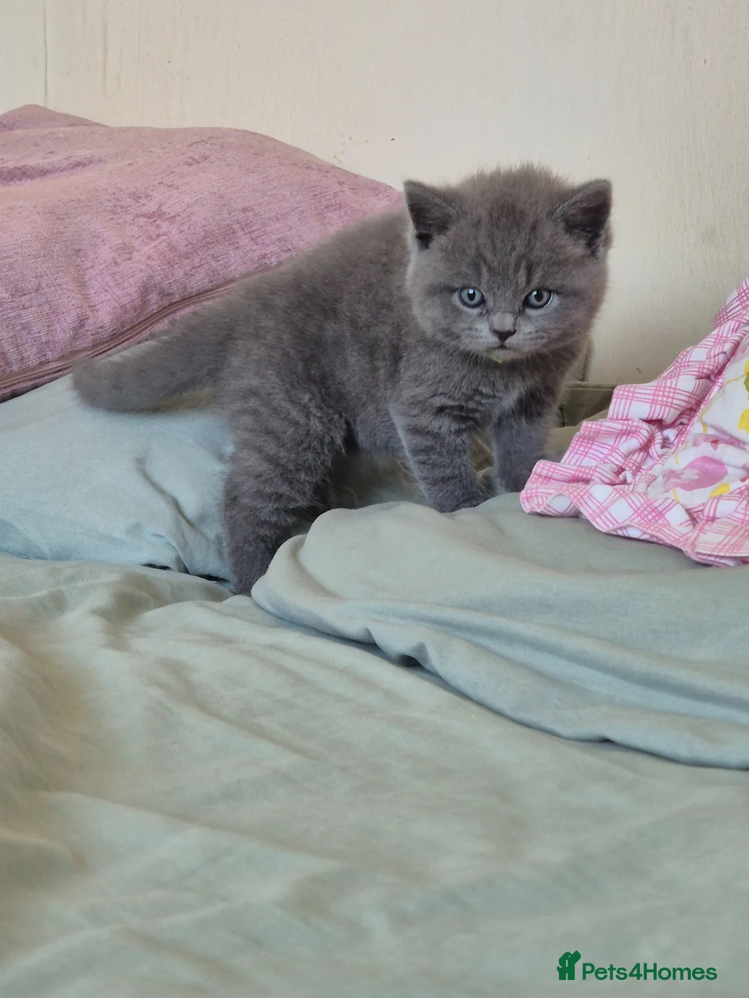 British Shorthair cats for sale: Adorable british short hair kittens - Advert 2