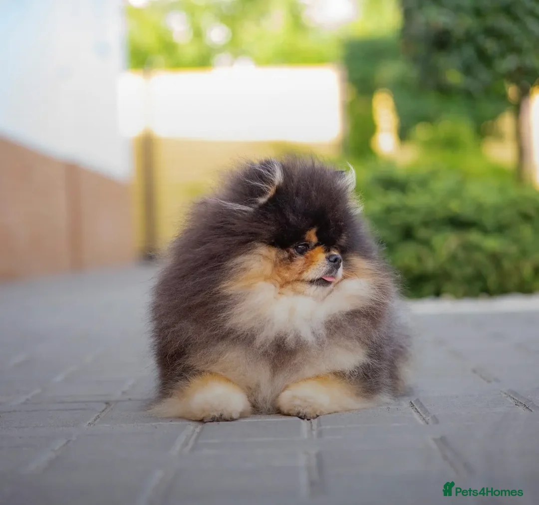 Pomeranian dogs for stud: 1.8 kg Black and Tan STUD True to type  - Advert 7