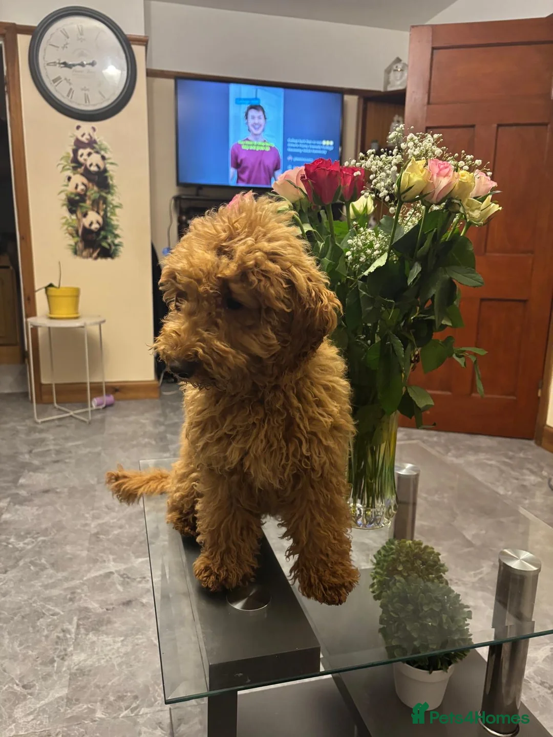 Mixed Breed dogs for sale: Jacky - poodle. - Advert 2