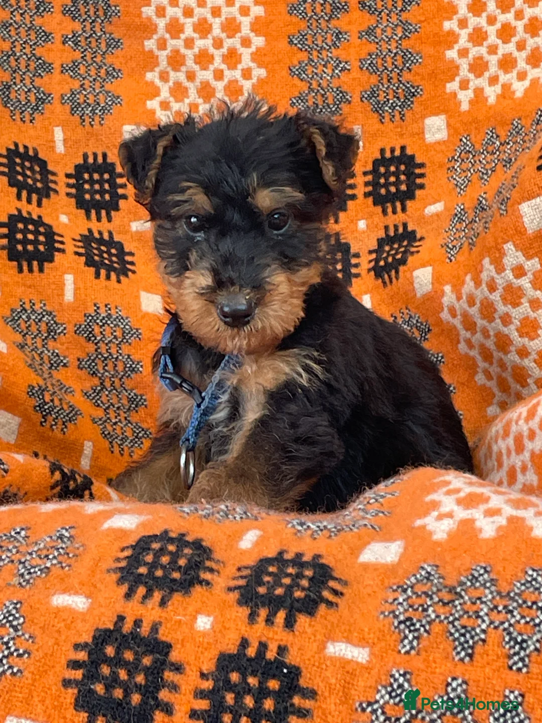 Airedale Terrier dogs for sale: Kc Airedale Terrier  - Advert 3