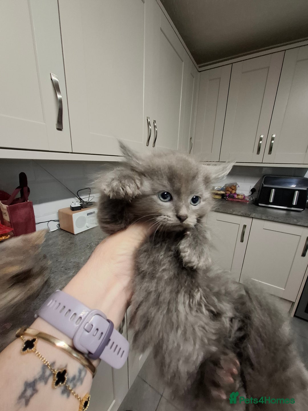 Mixed Breed cats for sale: 4 kittens looking for loving home  - Advert 4