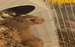 Harlequin rabbits for sale: Male rabbit needing a new home - Image 4