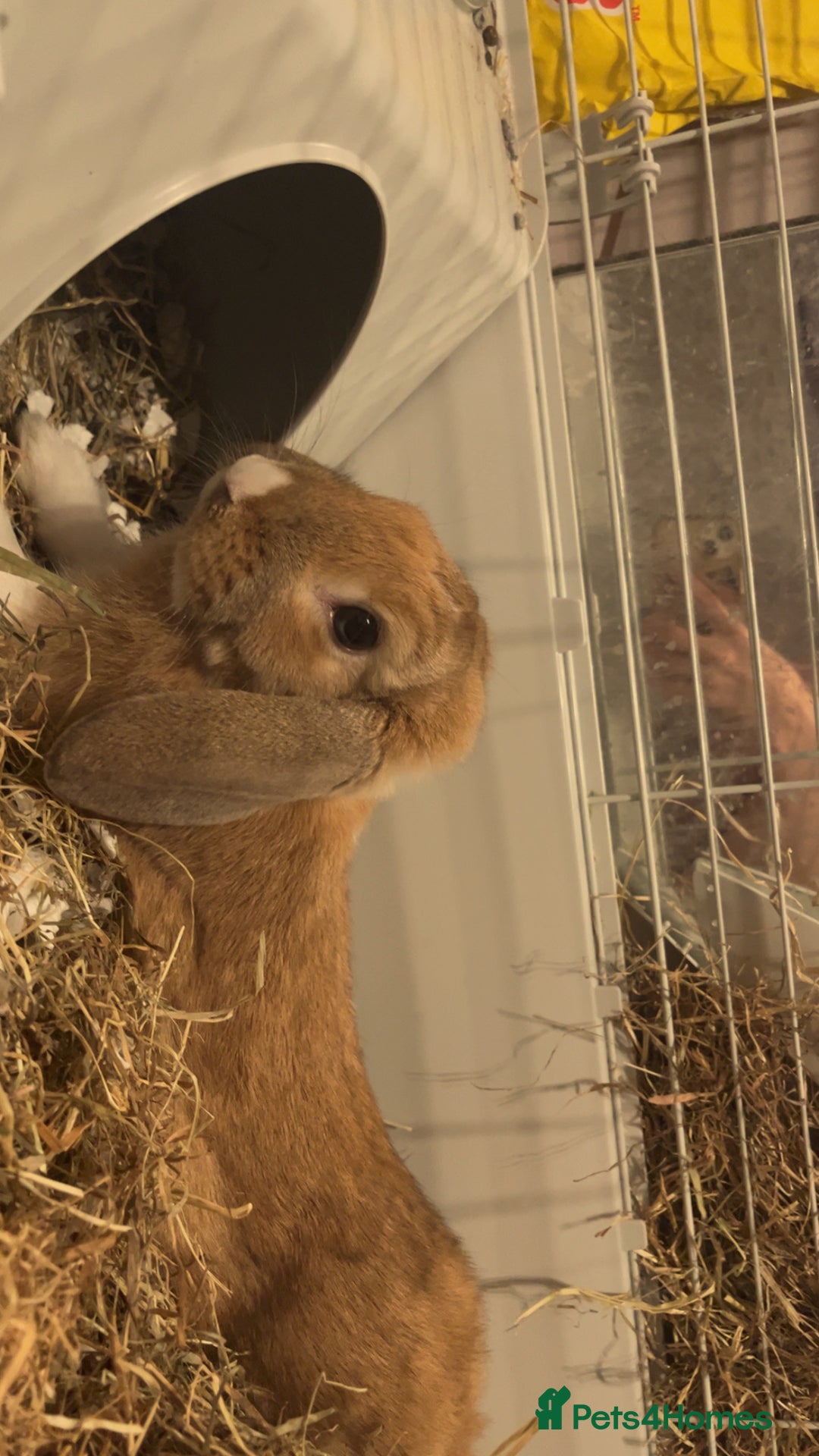 Harlequin rabbits for sale: Male rabbit needing a new home - Image 4