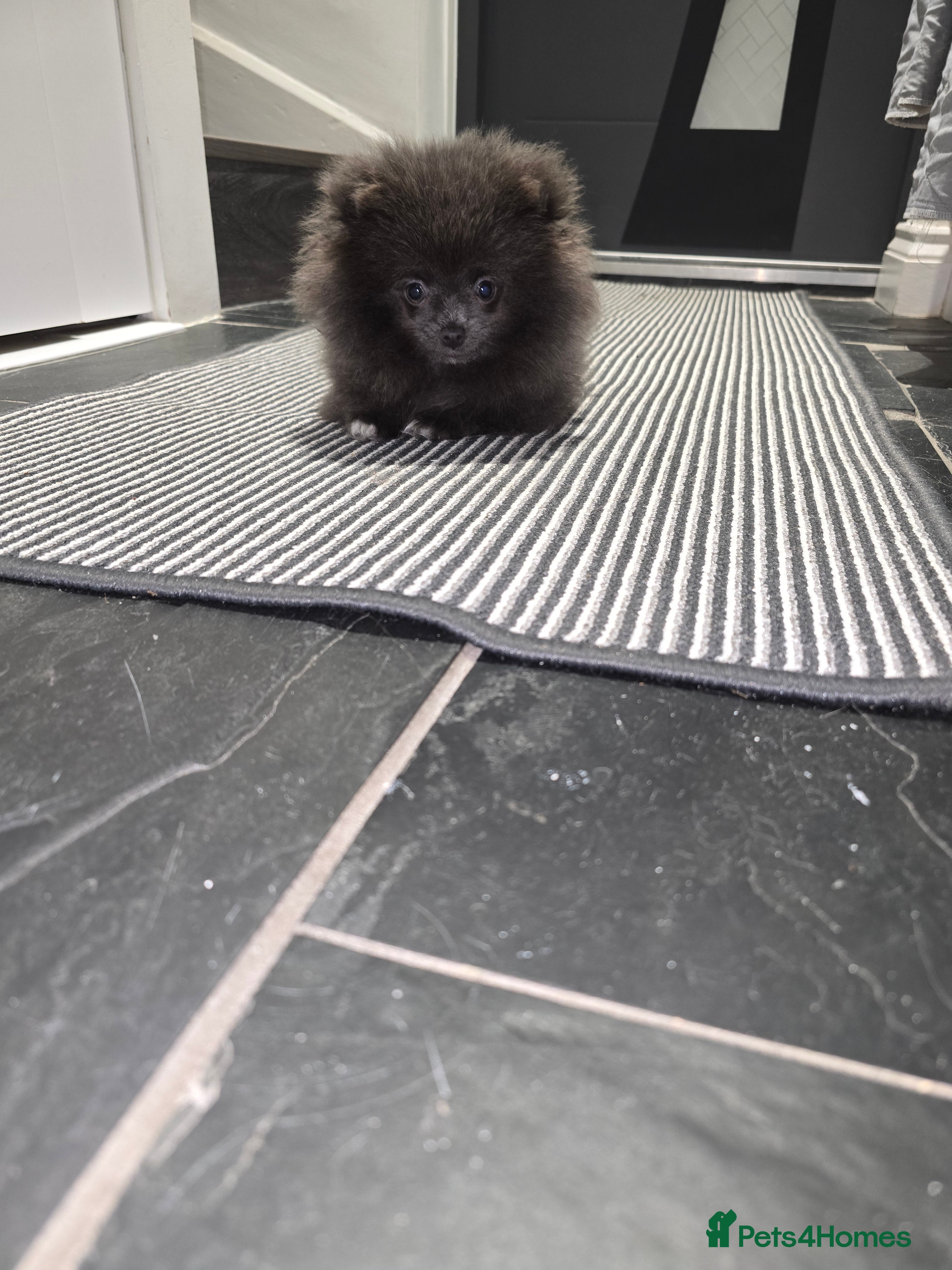 Pomeranian dogs Blue Pomeranian puppy - Advert 13