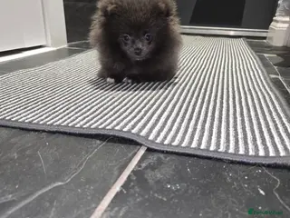 Pomeranian dogs Blue Pomeranian puppy - Advert 15