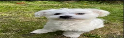 Maltese dogs for sale: Maltese boy ready for his new home - Advert 4
