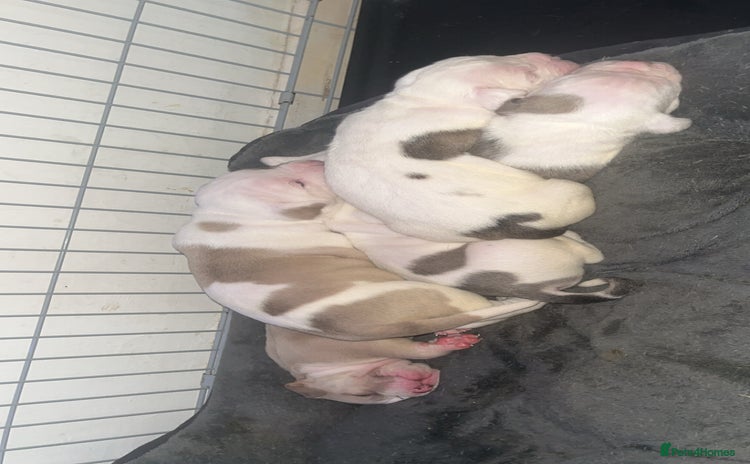 Mixed Breed dogs 4 beautiful olde English bulldog/ American bulldog - Advert 1