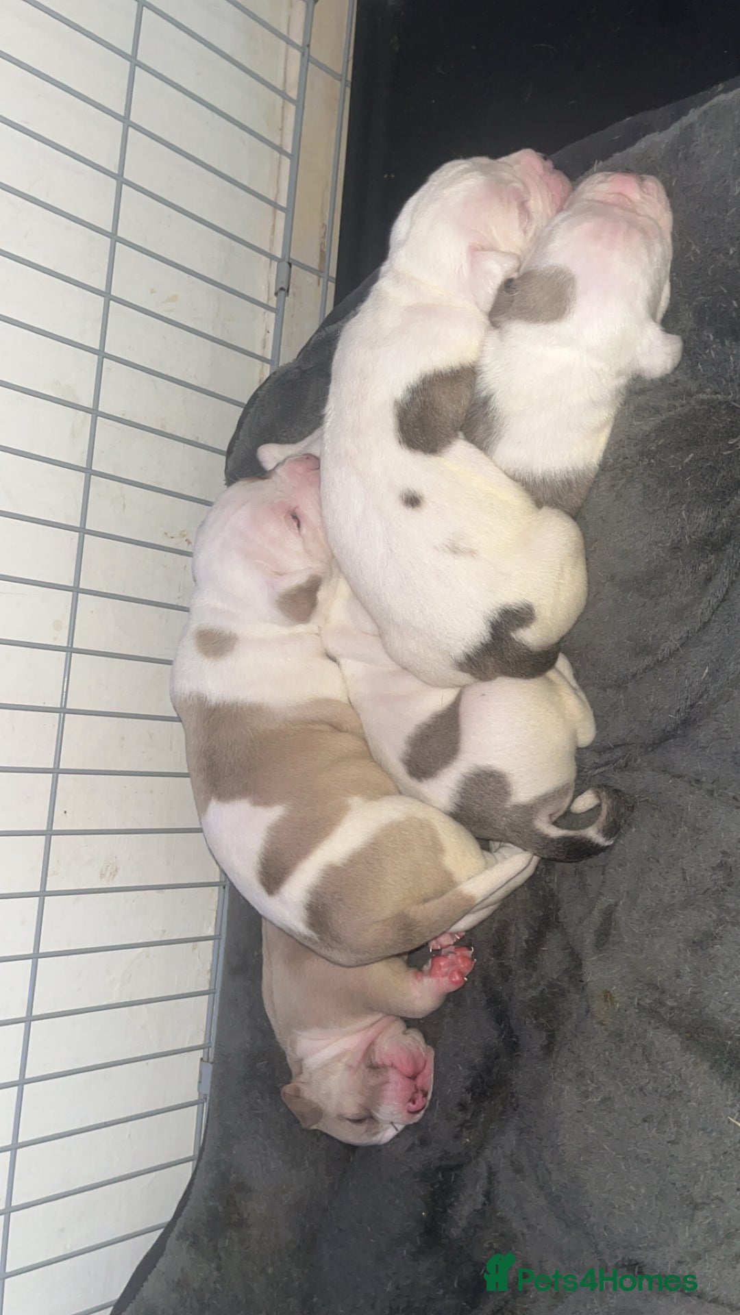 Mixed Breed dogs for sale: 4 beautiful olde English bulldog/ American bulldog - Advert 1