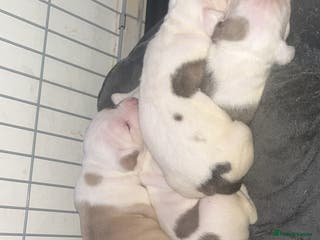 Mixed Breed dogs 4 beautiful olde English bulldog/ American bulldog - Advert 12