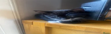 Domestic Shorthair 1