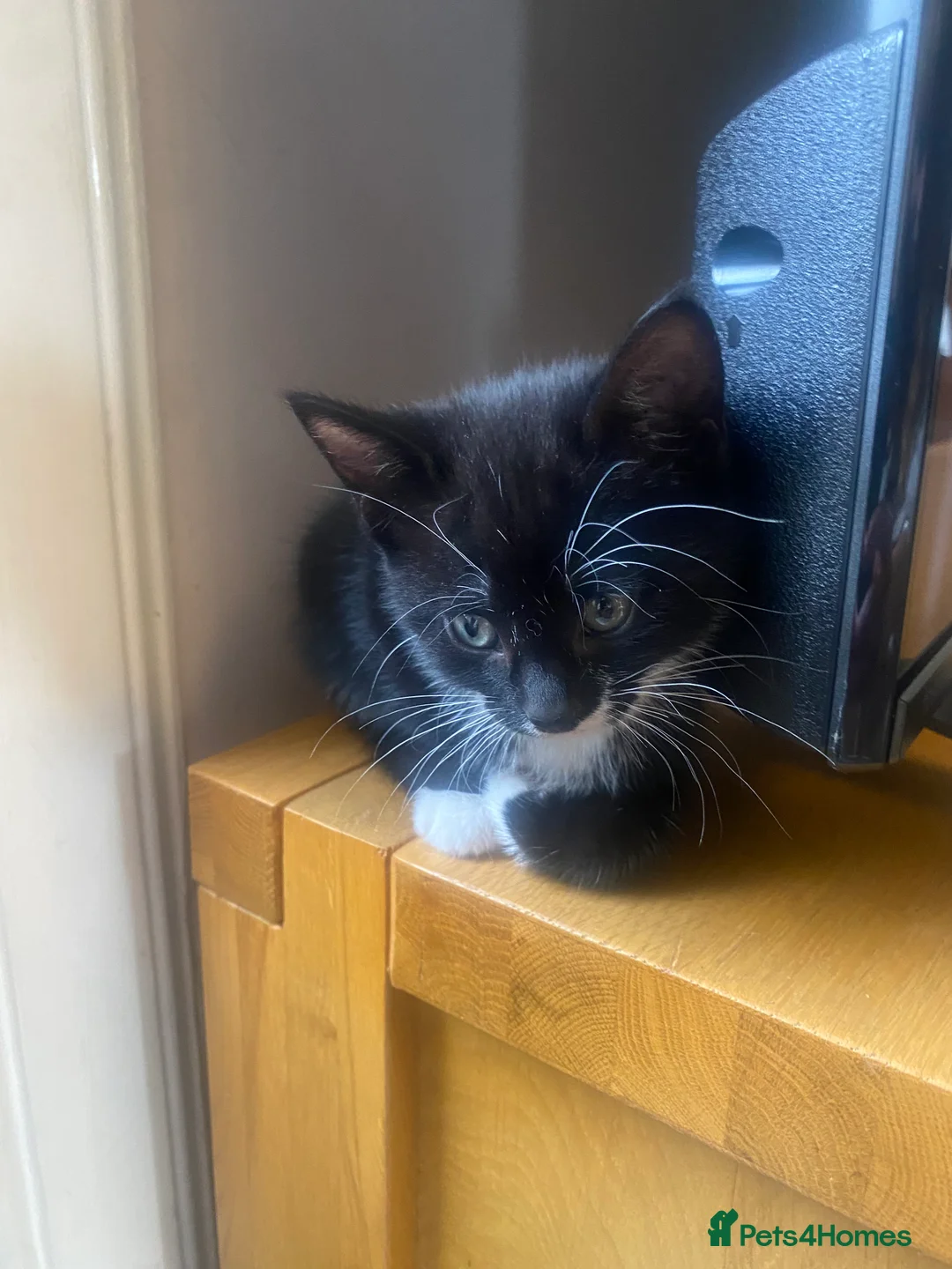 Mixed Breed cats for sale: Beautiful Kittens  in Lanark - Advert 2