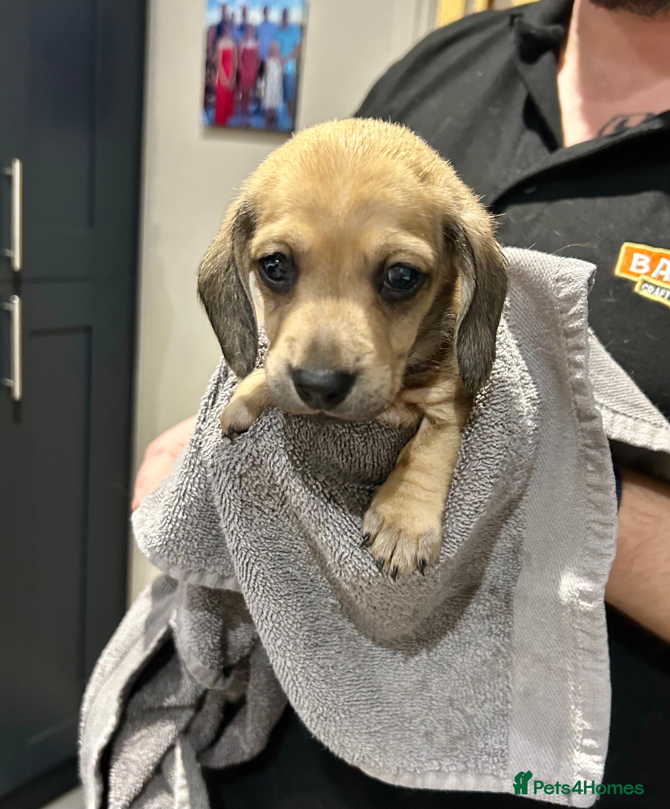 Miniature Dachshund dogs KC registered litter of mini dachshund puppies  - Advert 14