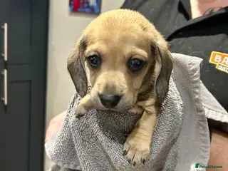 Miniature Dachshund dogs KC registered litter of mini dachshund puppies - Advert 14