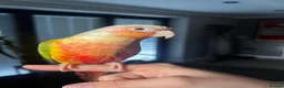 Conures birds for sale: Two Female Conures Including Large Cage - Advert 9