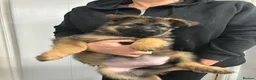 German Shepherd dogs for sale: German shepherd puppies  in Wisbech - Advert 13