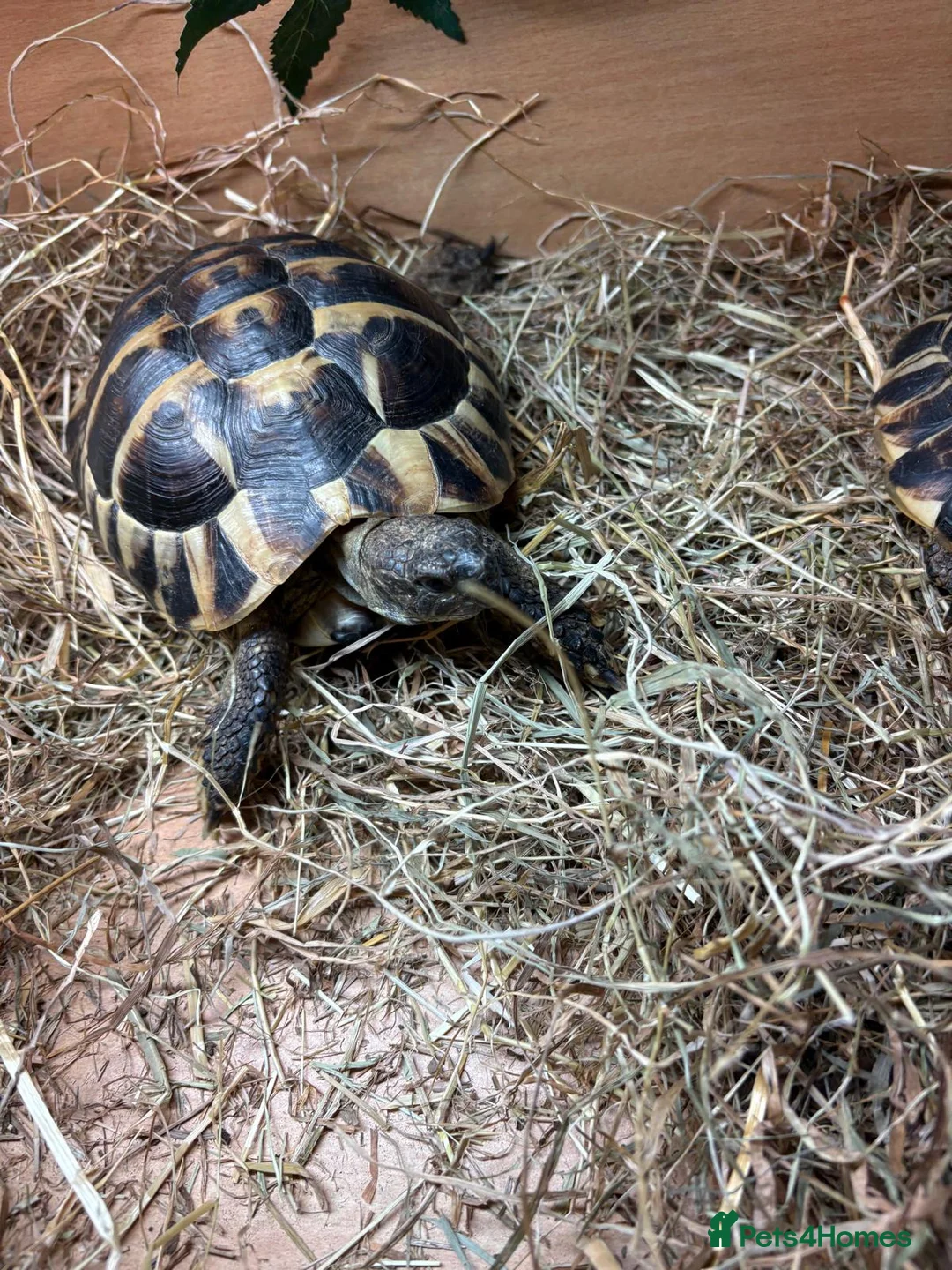 Tortoise reptiles for sale: Tortoise with vitarium - Advert 4