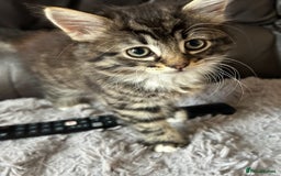 Mixed Breed cats for sale: Two cats for sale. - Image 10