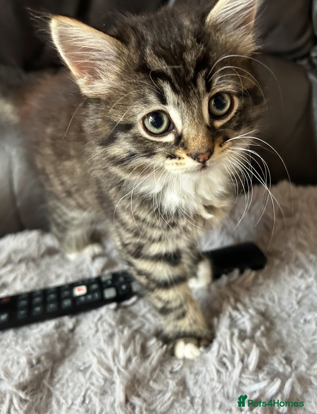 Mixed Breed cats for sale: Two cats for sale. - Image 10