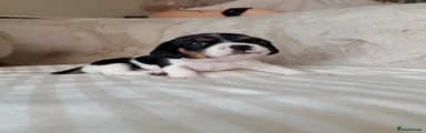 Mixed Breed 2