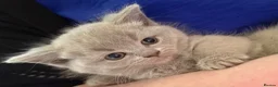British Shorthair cats for sale: British shorthair / Russian blue  - Advert 5