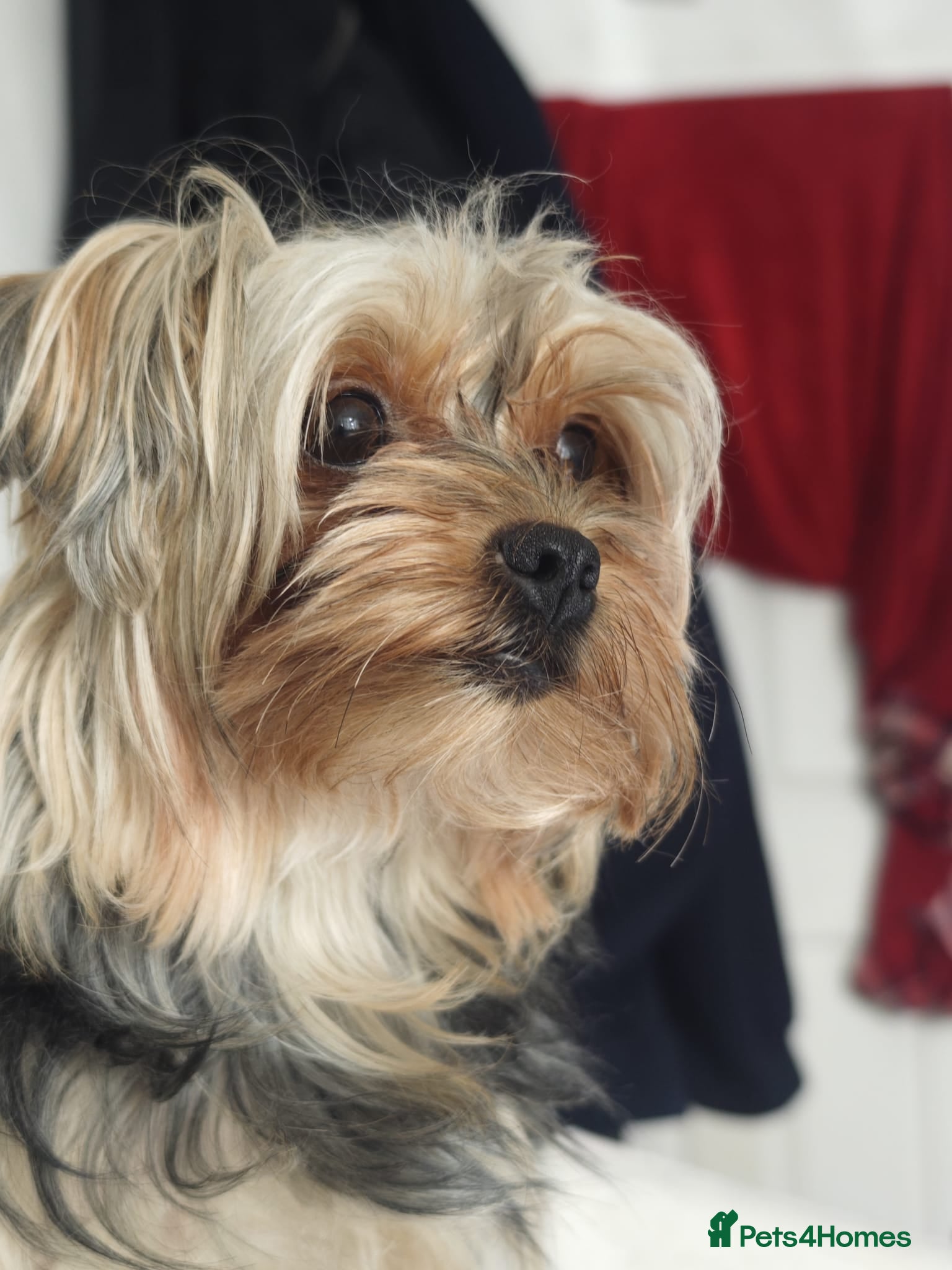 Yorkshire Terrier dogs Yorkshire Terrier–microchipped,vaccine,vet checked - Advert 5