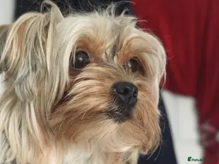Yorkshire Terrier dogs Yorkshire Terrier–microchipped,vaccine,vet checked - Advert 5