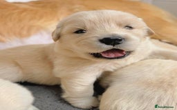 Golden Retriever dogs for sale: Sweet golden retriever puppies  - Image 3