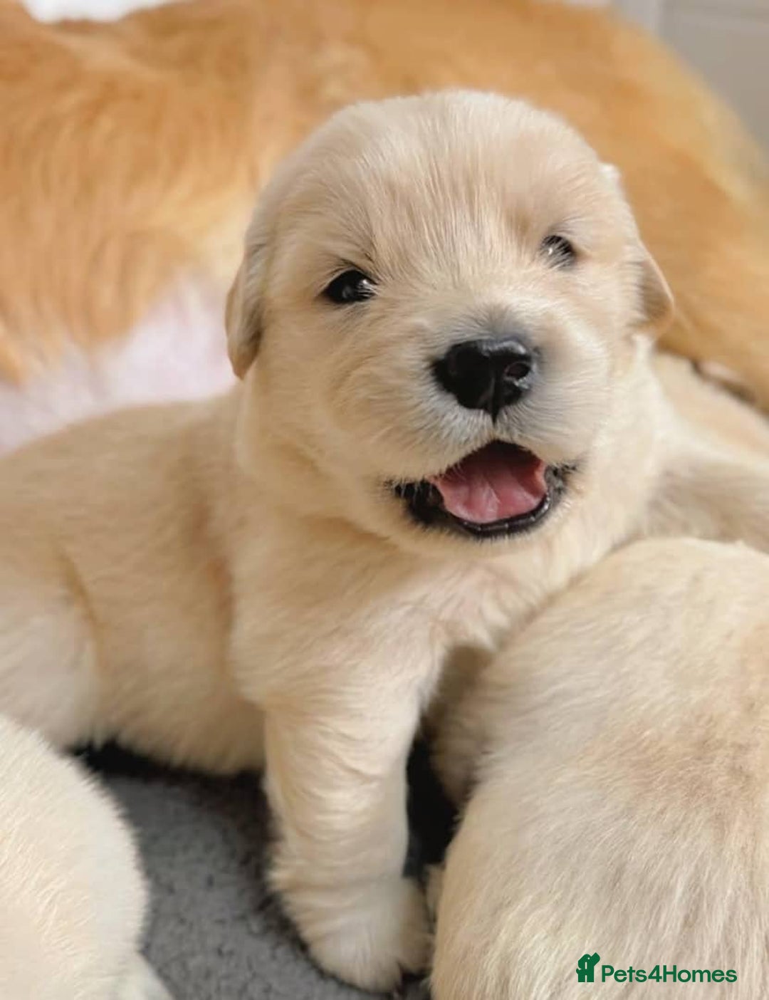 Golden Retriever dogs for sale: Sweet golden retriever puppies  - Image 3
