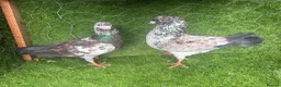 Pigeons birds for sale: Vaccinated Pakistani Pigeons – 20 Pairs - Advert 14
