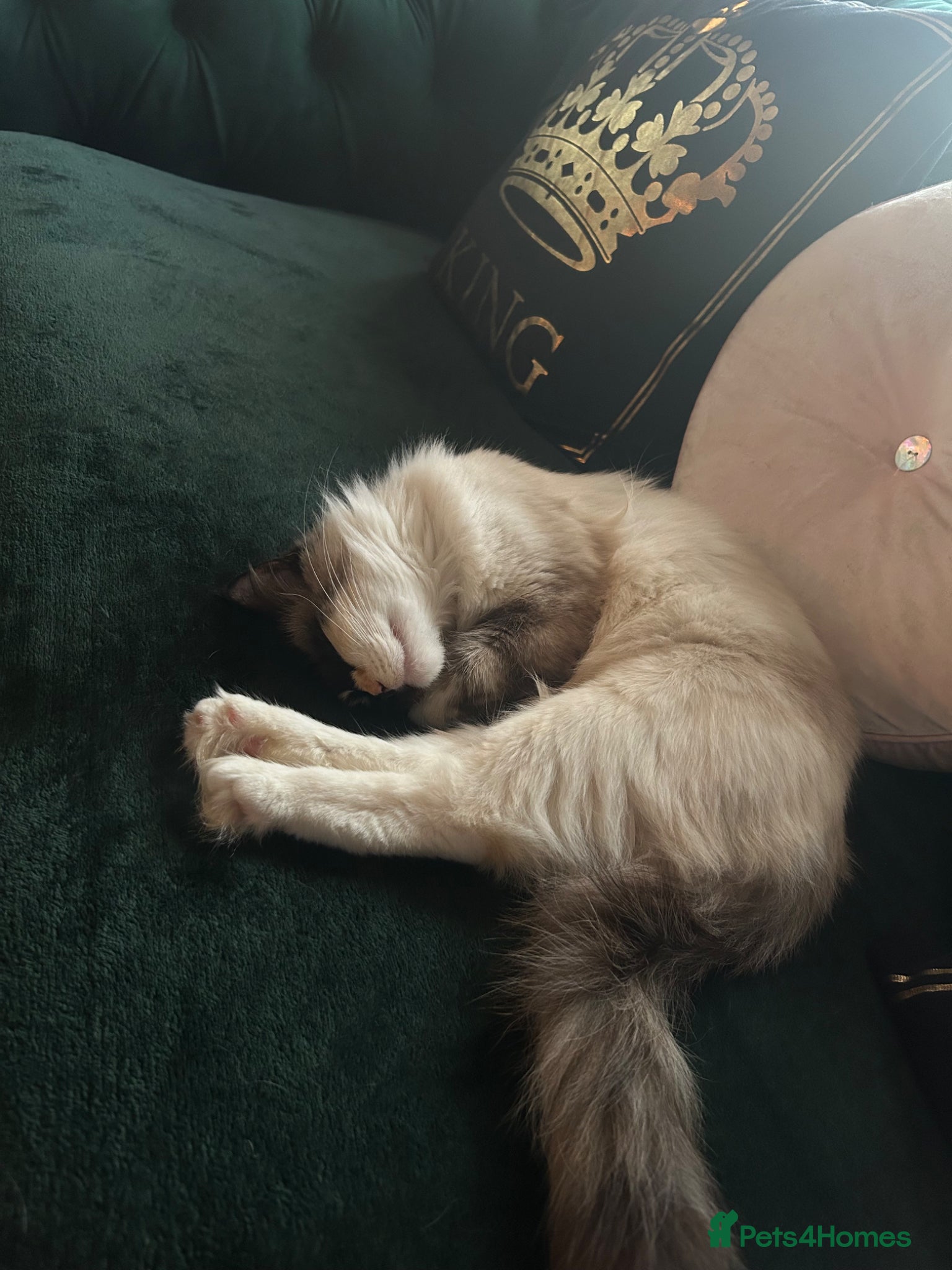 Ragdoll cats for sale: Blue eyed female Ragdoll for sale!  - Advert 2