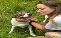 Mixed Breed dogs for adoption: Eddie - Norwich Norfolk  - Image 4