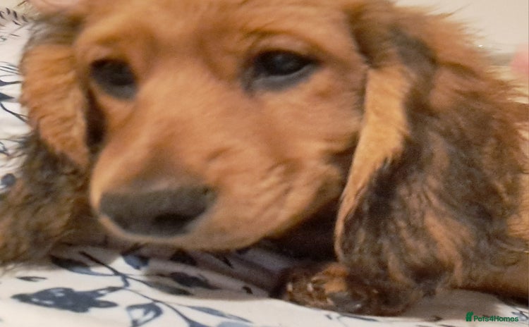 Miniature Dachshund dogs - Advert 1
