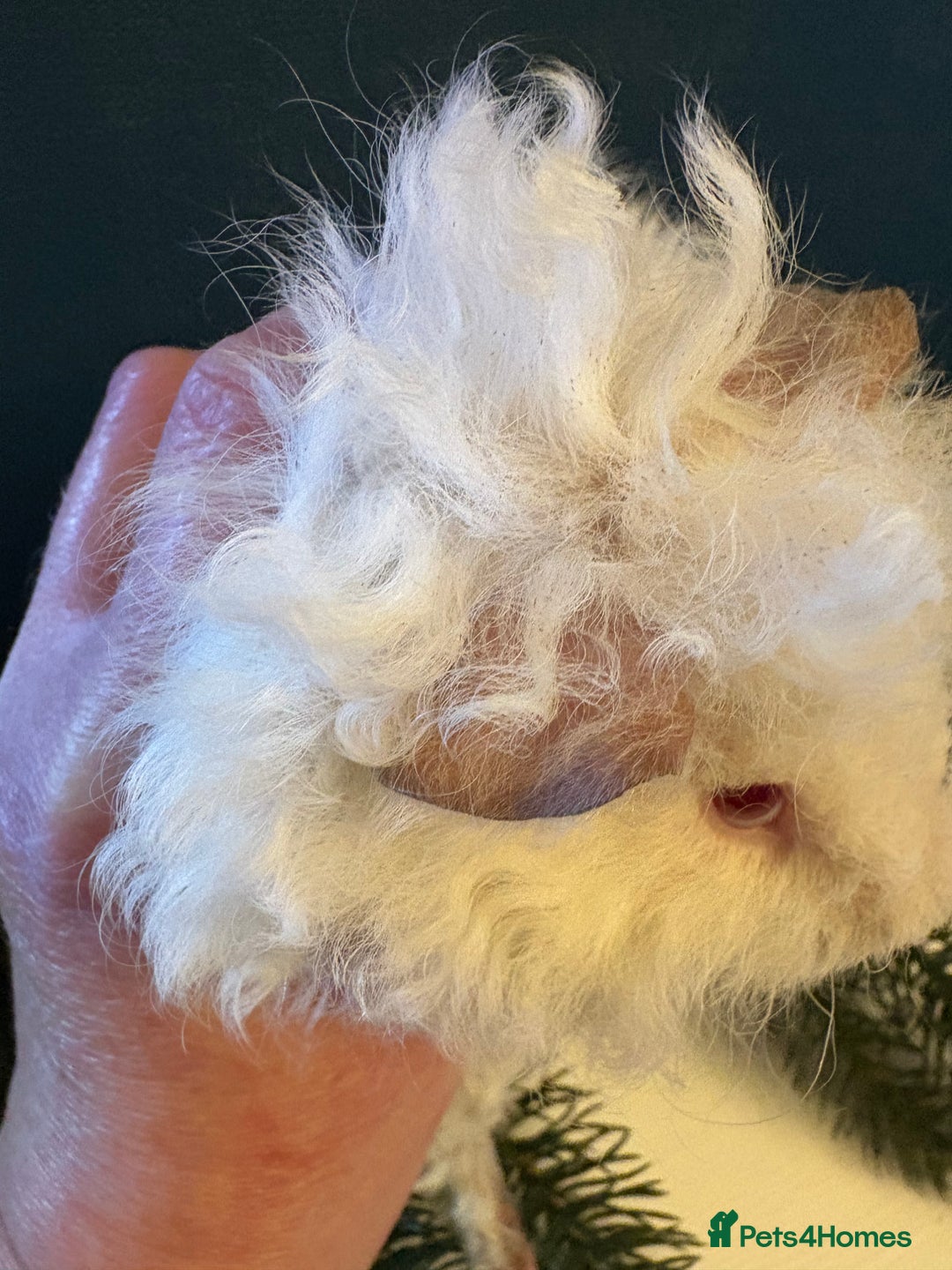 Guinea Pig rodents for sale: Himalayan Lunkarya boar  - Advert 3