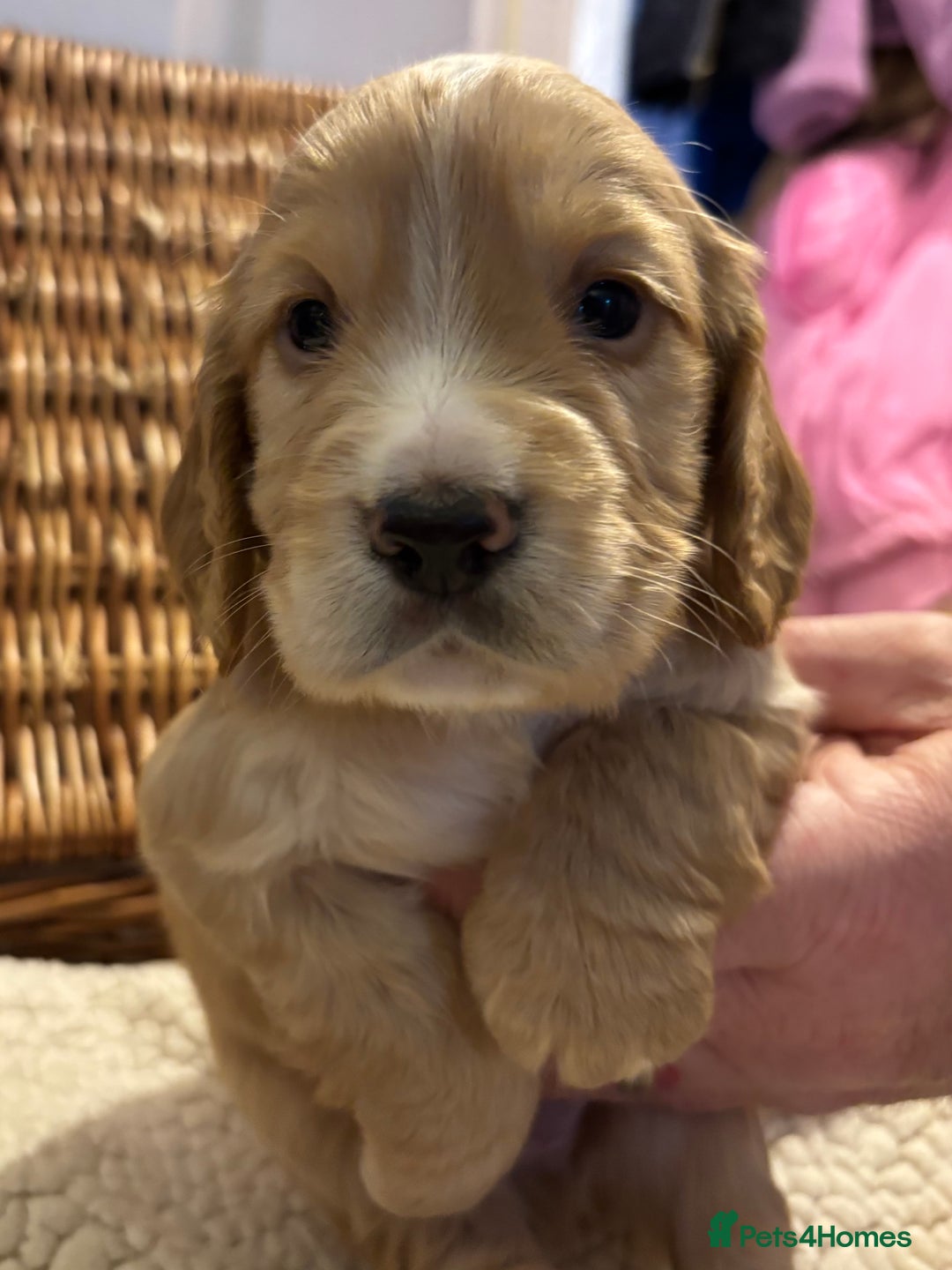 Cocker Spaniel dogs for sale: Working Cocker Spaniel Puppies - Advert 3